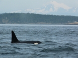 Orca off Victoria, with Mount Olympus in background